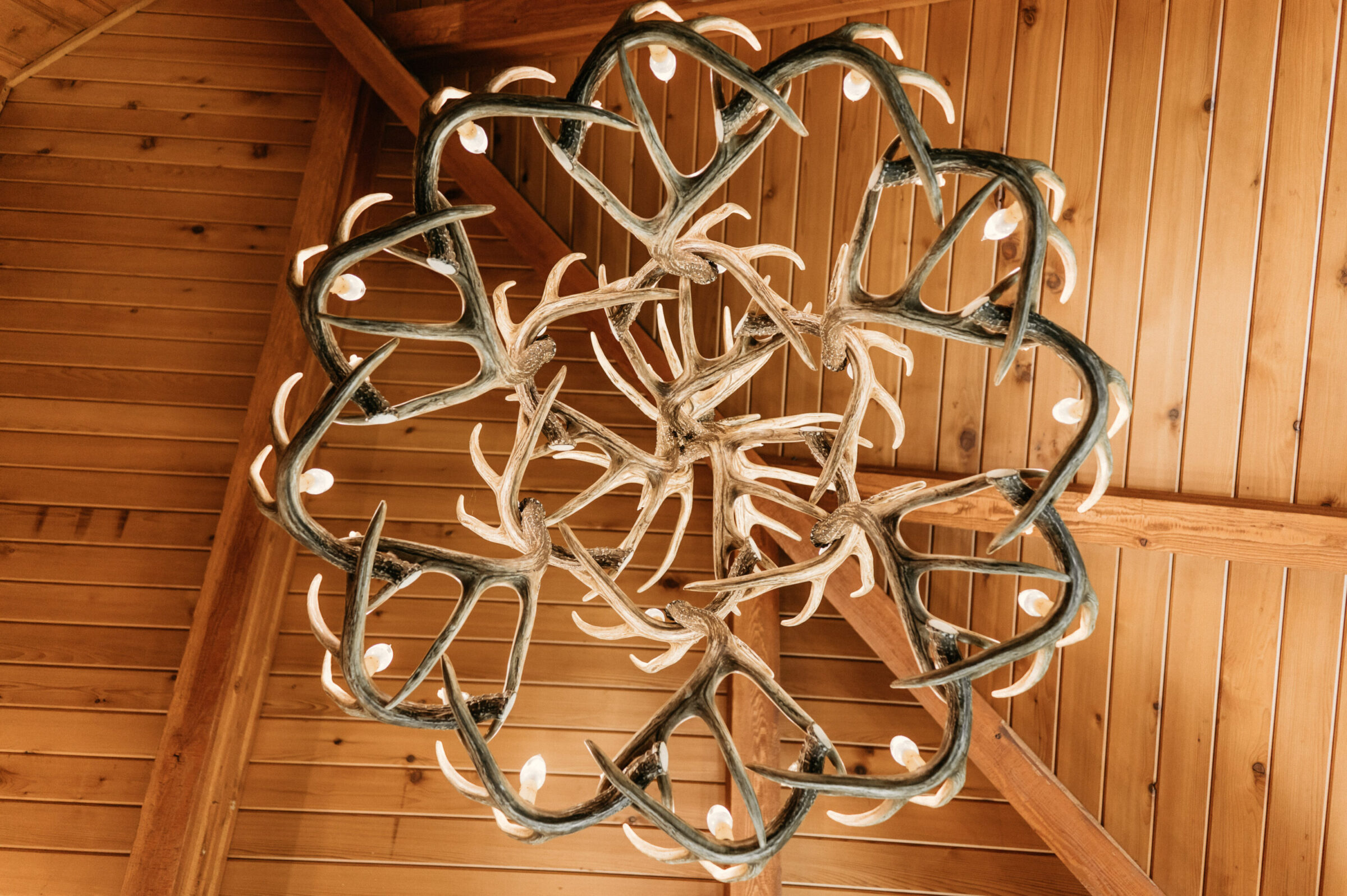 Antler chandelier with lights against a wood-paneled ceiling.